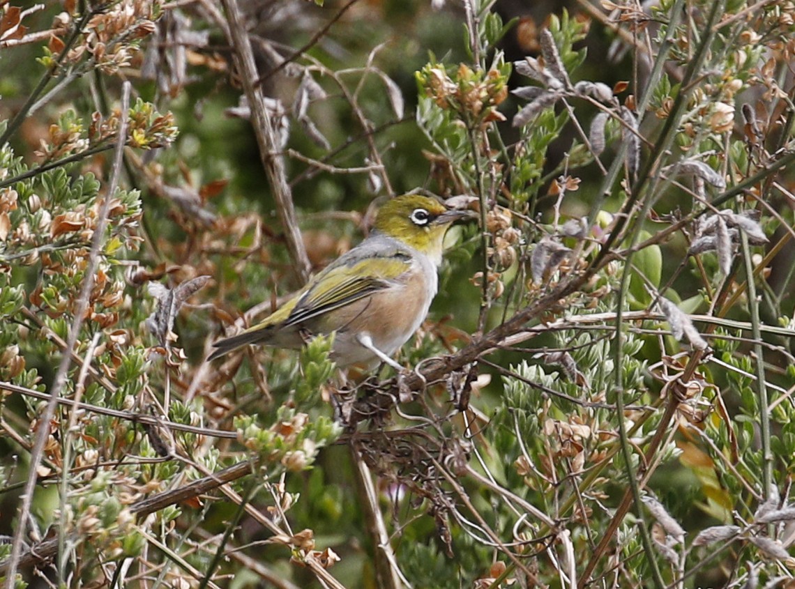 Graumantel-Brillenvogel - ML616557751