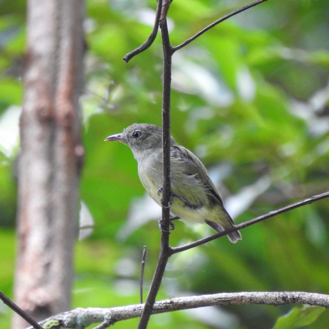 Dwarf Tyrant-Manakin - ML616557756