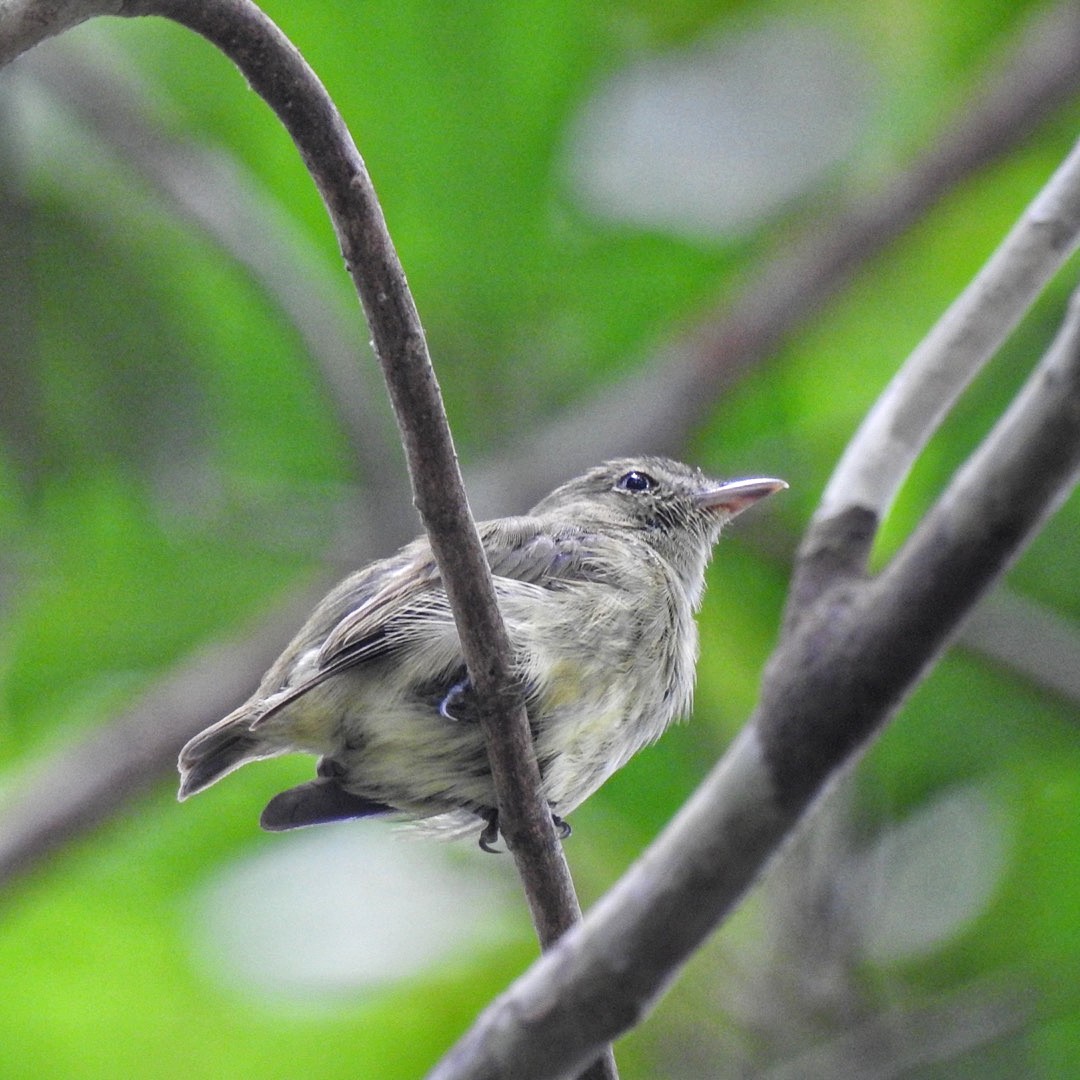 Dwarf Tyrant-Manakin - Andrea  Hinek