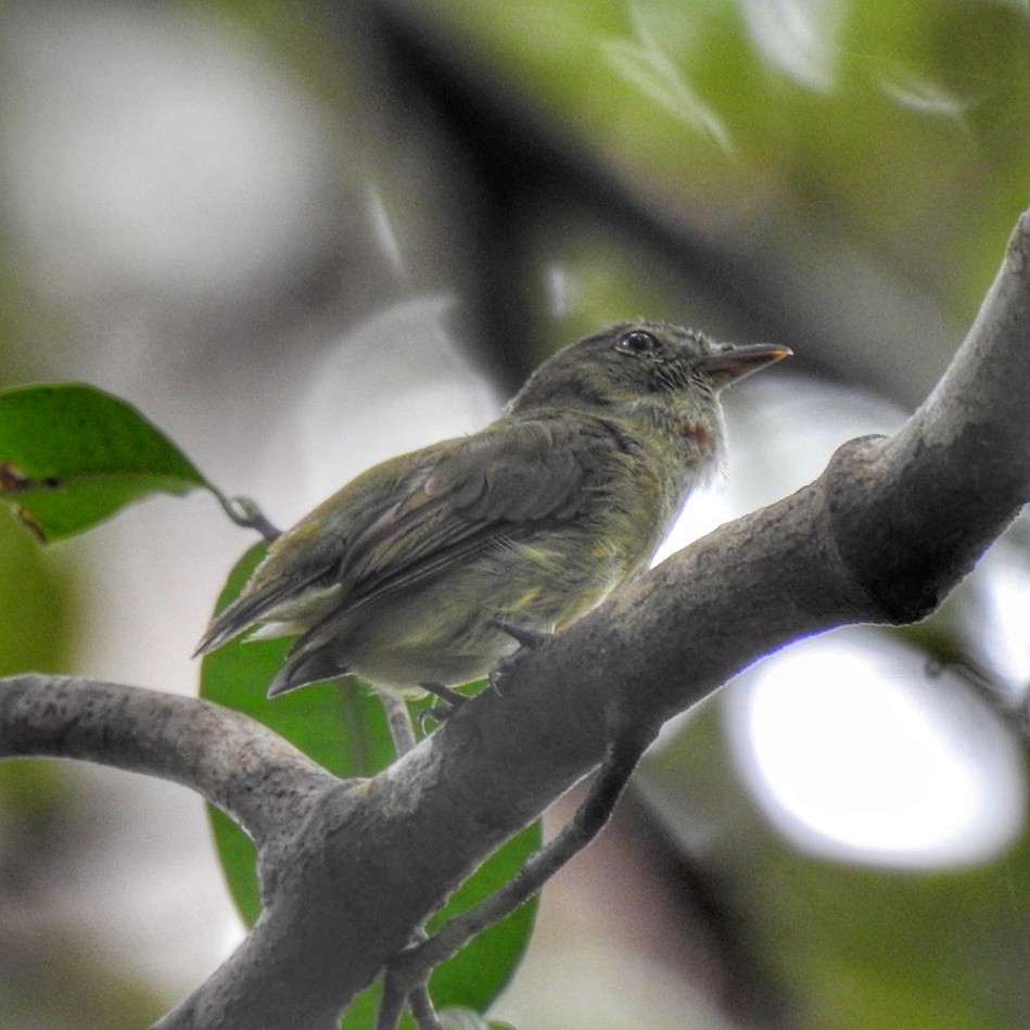 Dwarf Tyrant-Manakin - ML616557761