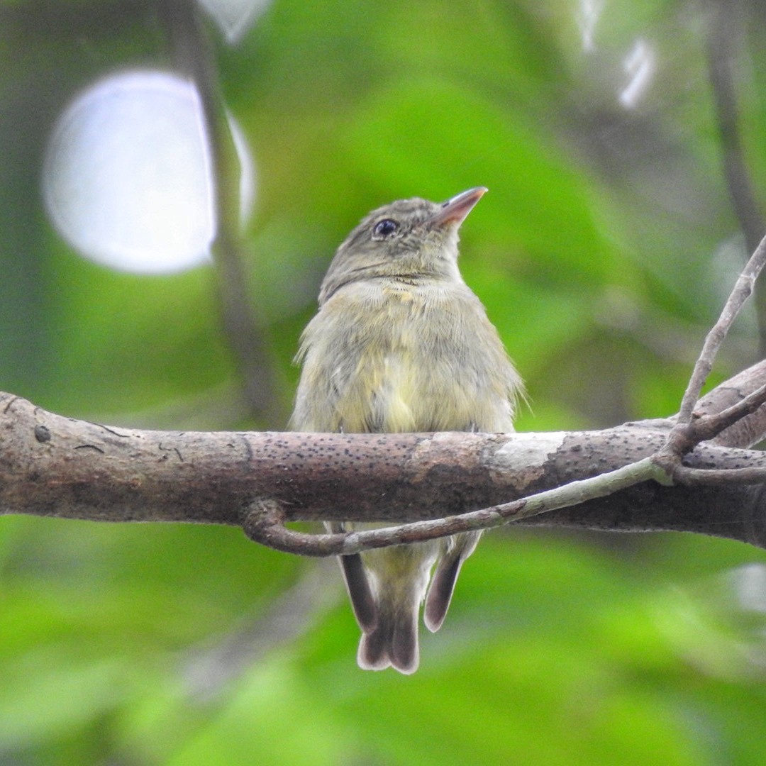 Dwarf Tyrant-Manakin - ML616557768