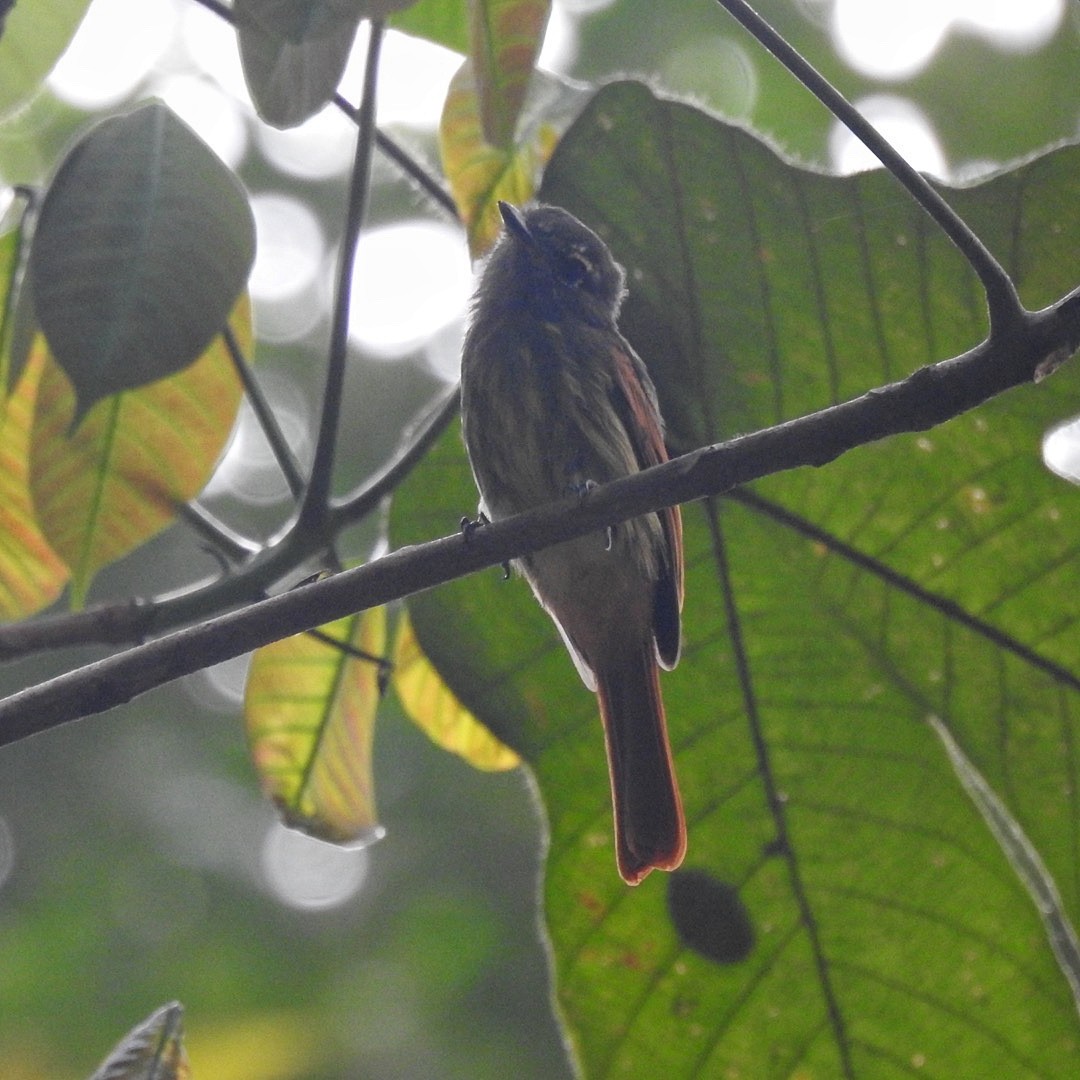 Rufous-tailed Flatbill - ML616557775