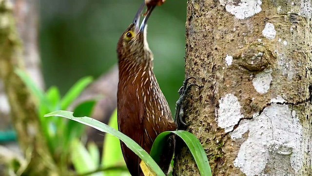 Strong-billed Woodcreeper - ML616557810
