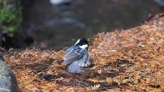 ヒガラ - ML616557851