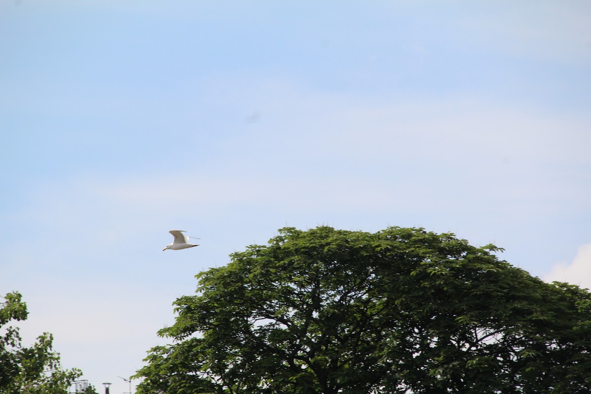 Herring Gull - ML616557855