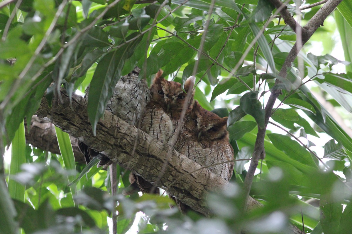 Tropical Screech-Owl - ML616557860