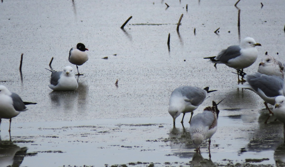 Franklin's Gull - ML616557878