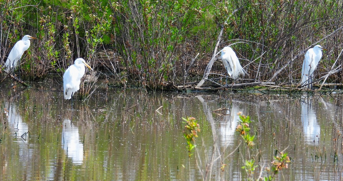 Great Egret - ML616557893