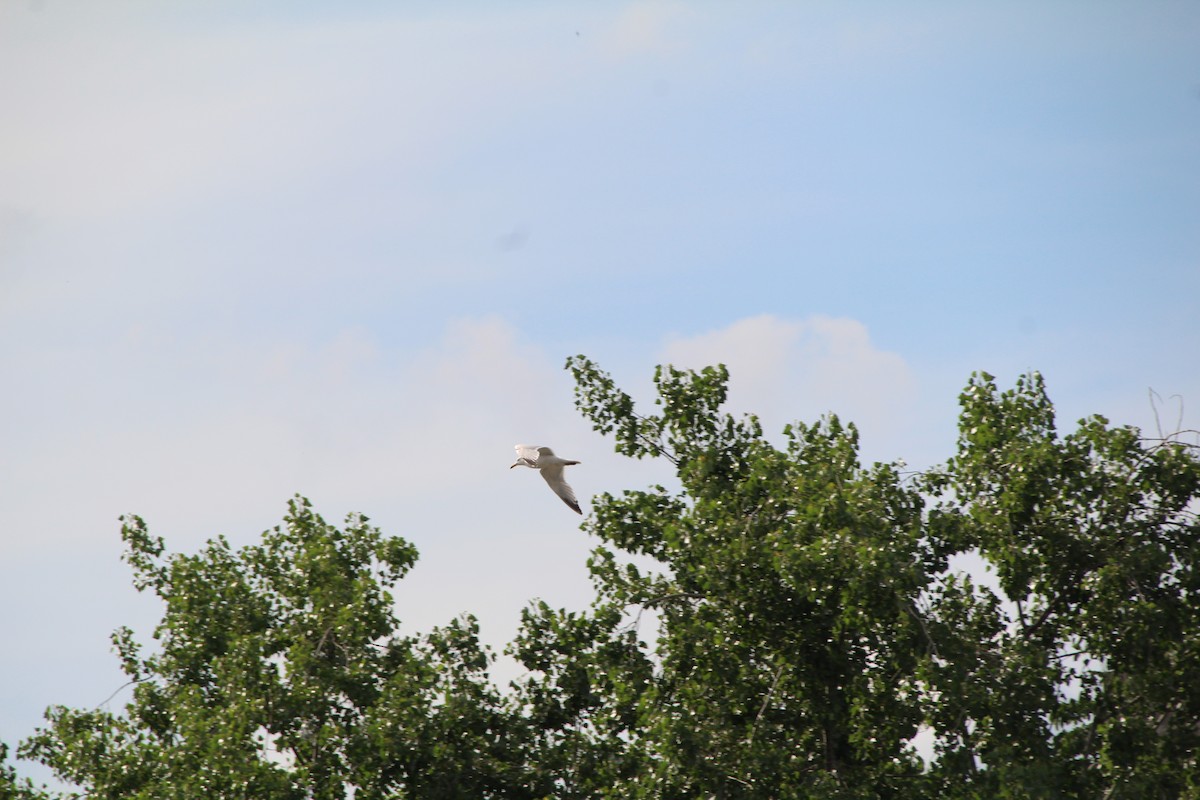 Gaviota Argéntea - ML616557910