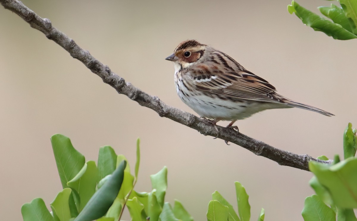 Little Bunting - Eric Mozas Casamayor