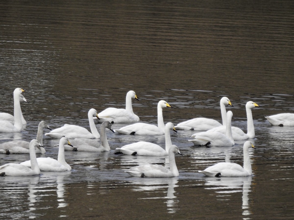 Whooper Swan - Stephen Bailey