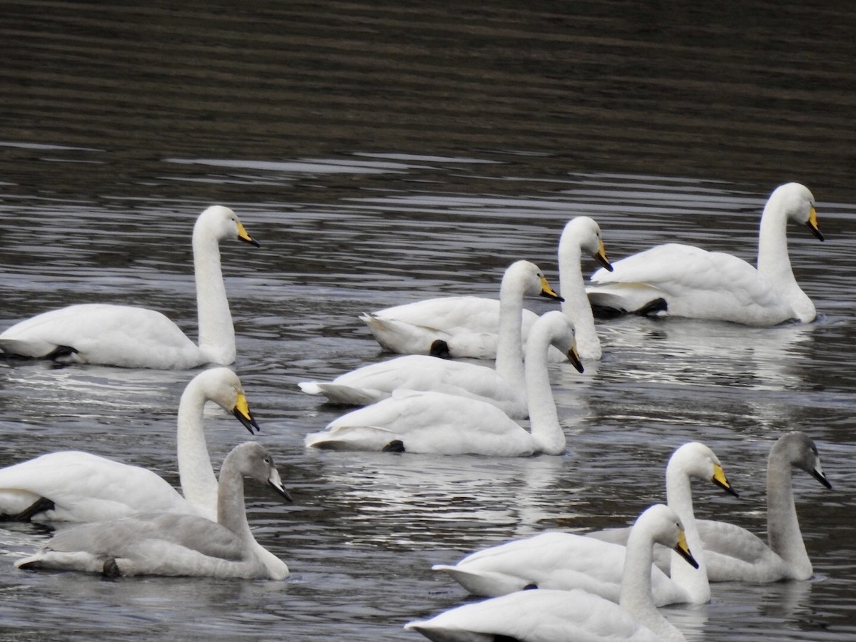 Whooper Swan - Stephen Bailey