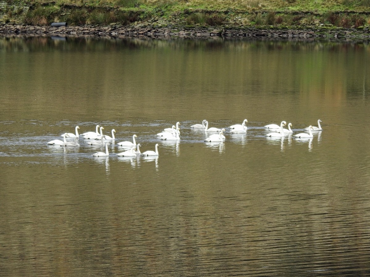 Whooper Swan - Stephen Bailey