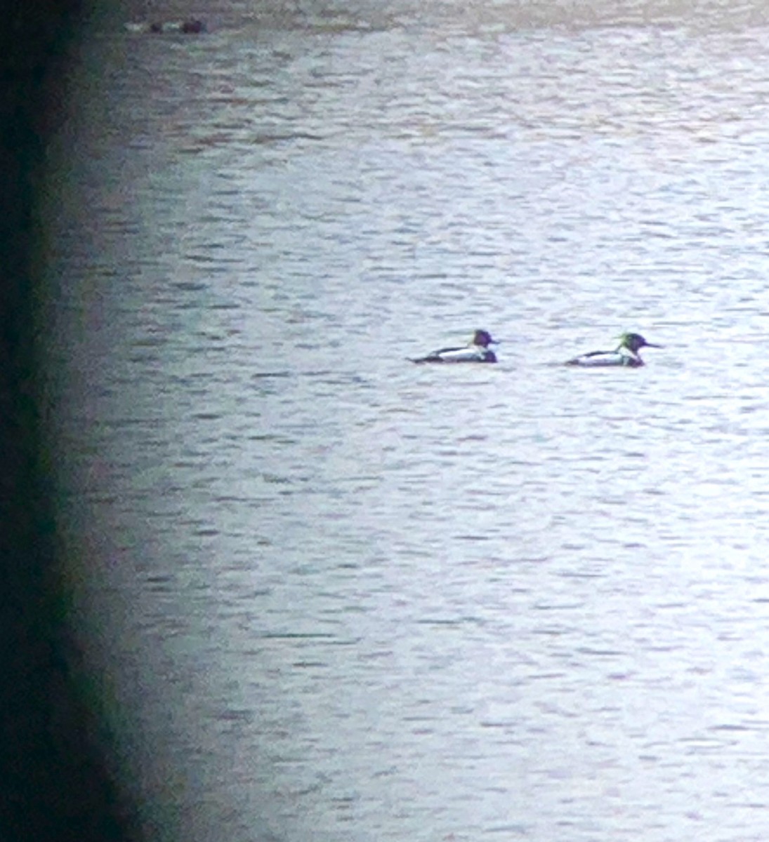 Red-breasted Merganser - Patrick O'Driscoll