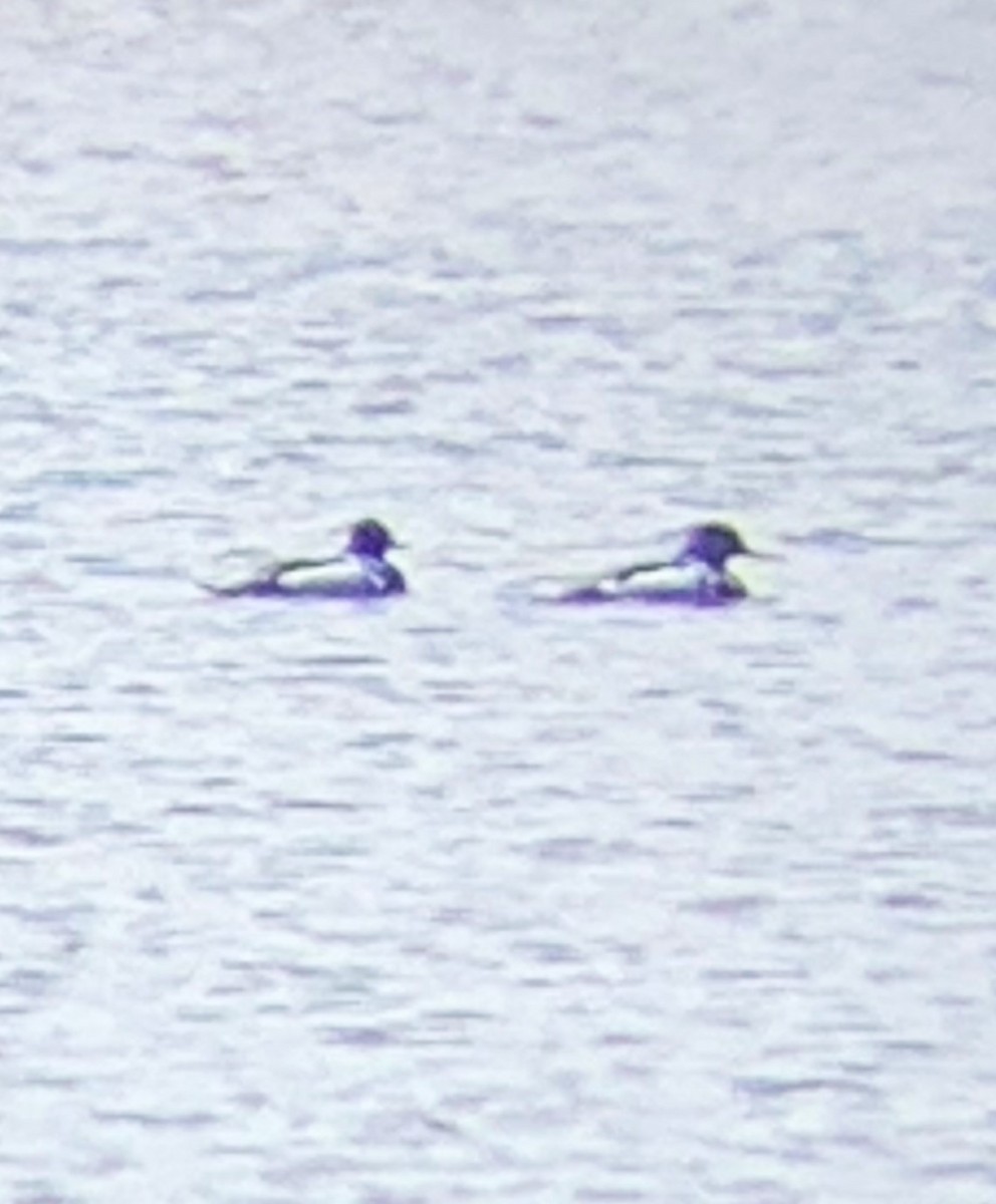 Red-breasted Merganser - ML616557946