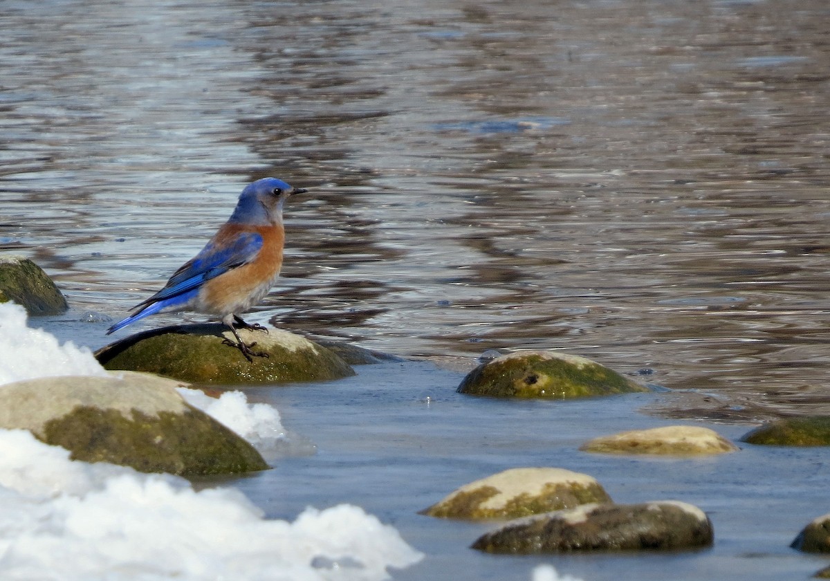 Western Bluebird - Andrew Don