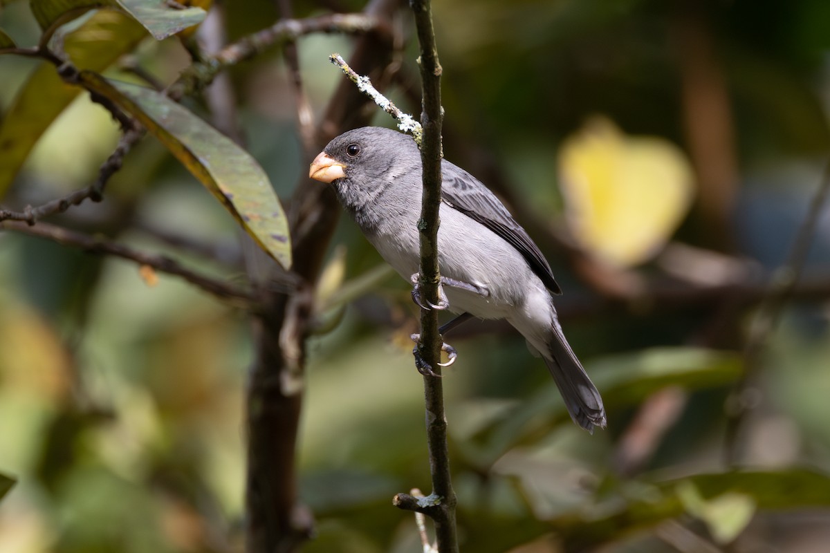 Gray Seedeater - ML616557964