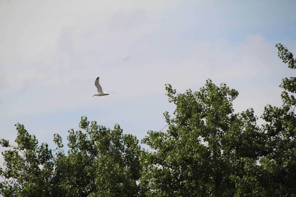 Herring Gull - Ann Monk