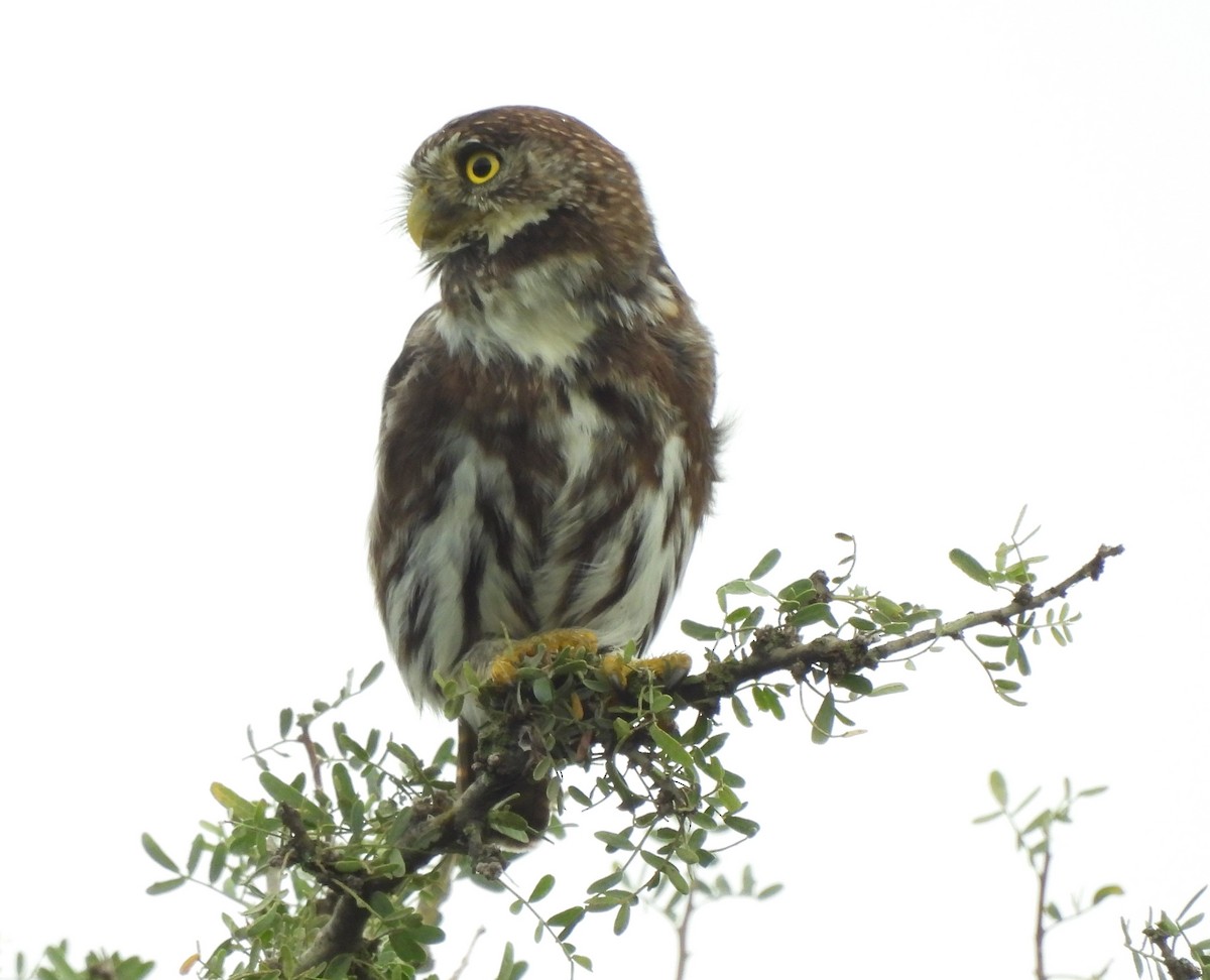 Ferruginous Pygmy-Owl - John Toldi
