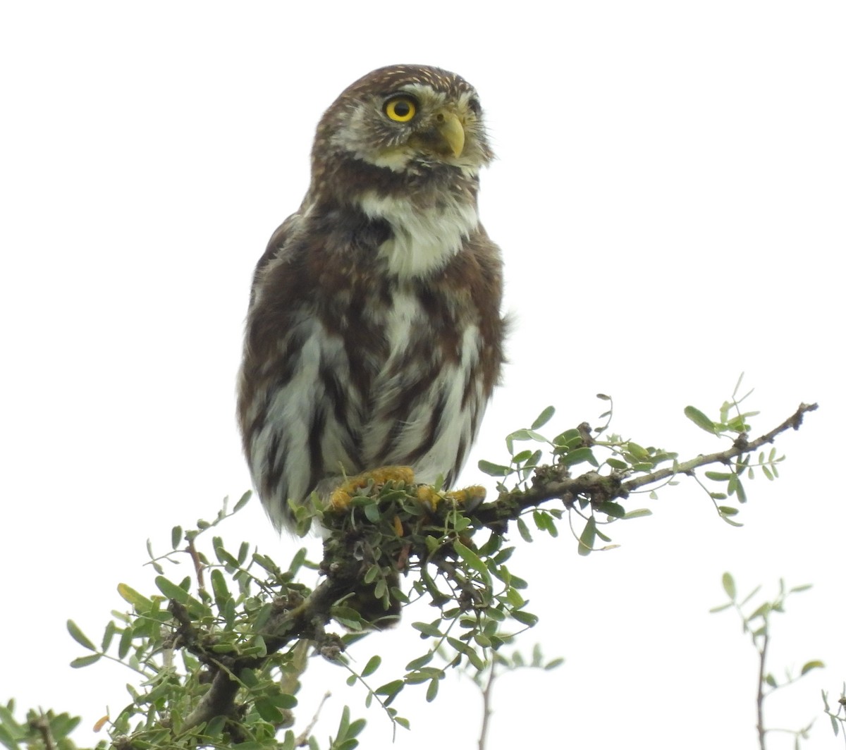 Ferruginous Pygmy-Owl - John Toldi