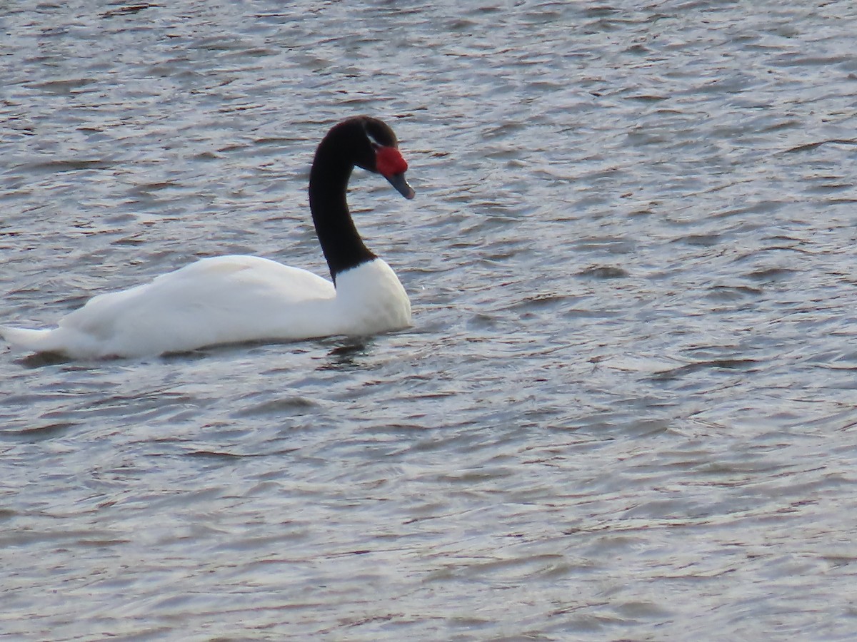 Black-necked Swan - ML616557995