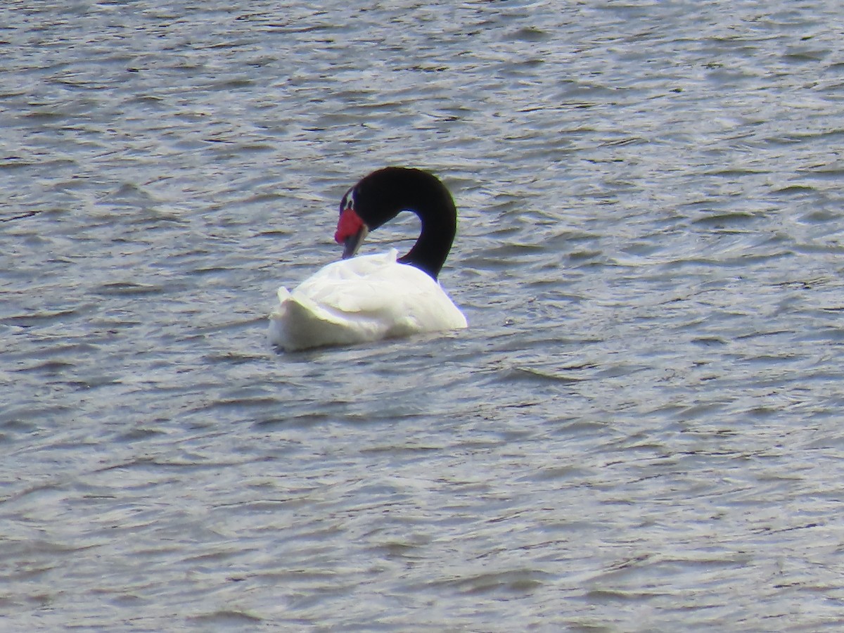 Black-necked Swan - ML616557996