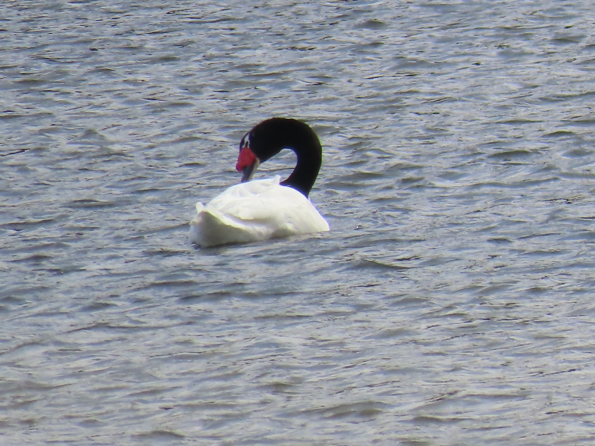 Cygne à cou noir - ML616557996