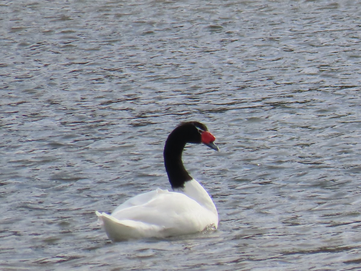 Black-necked Swan - ML616558002