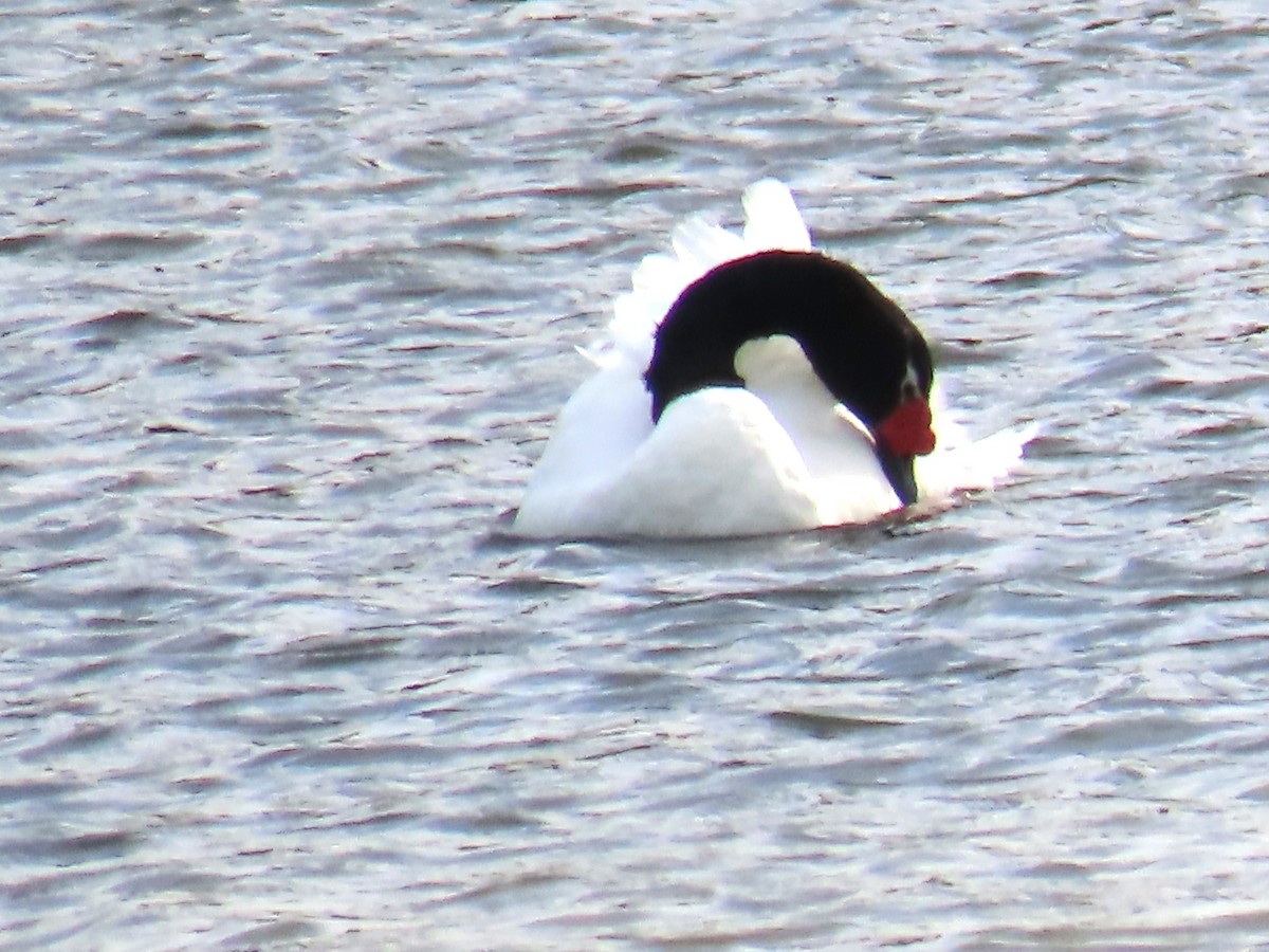 Black-necked Swan - ML616558004