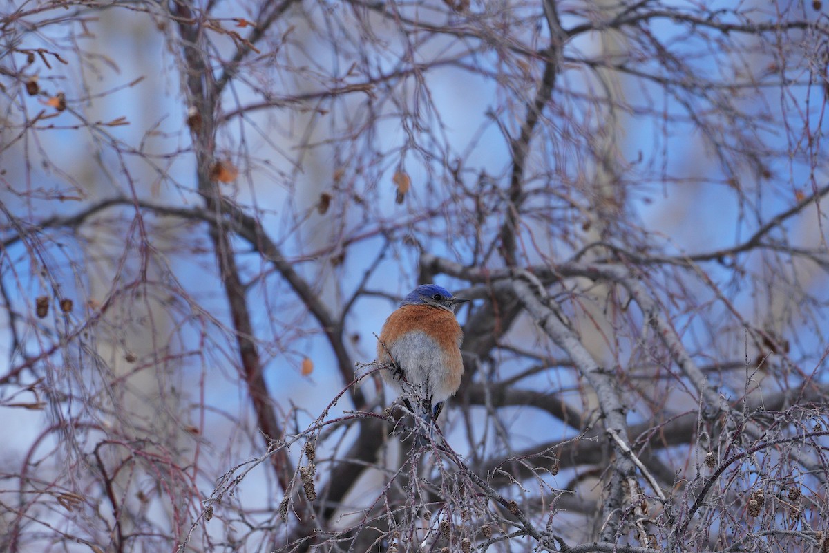 Western Bluebird - john enns