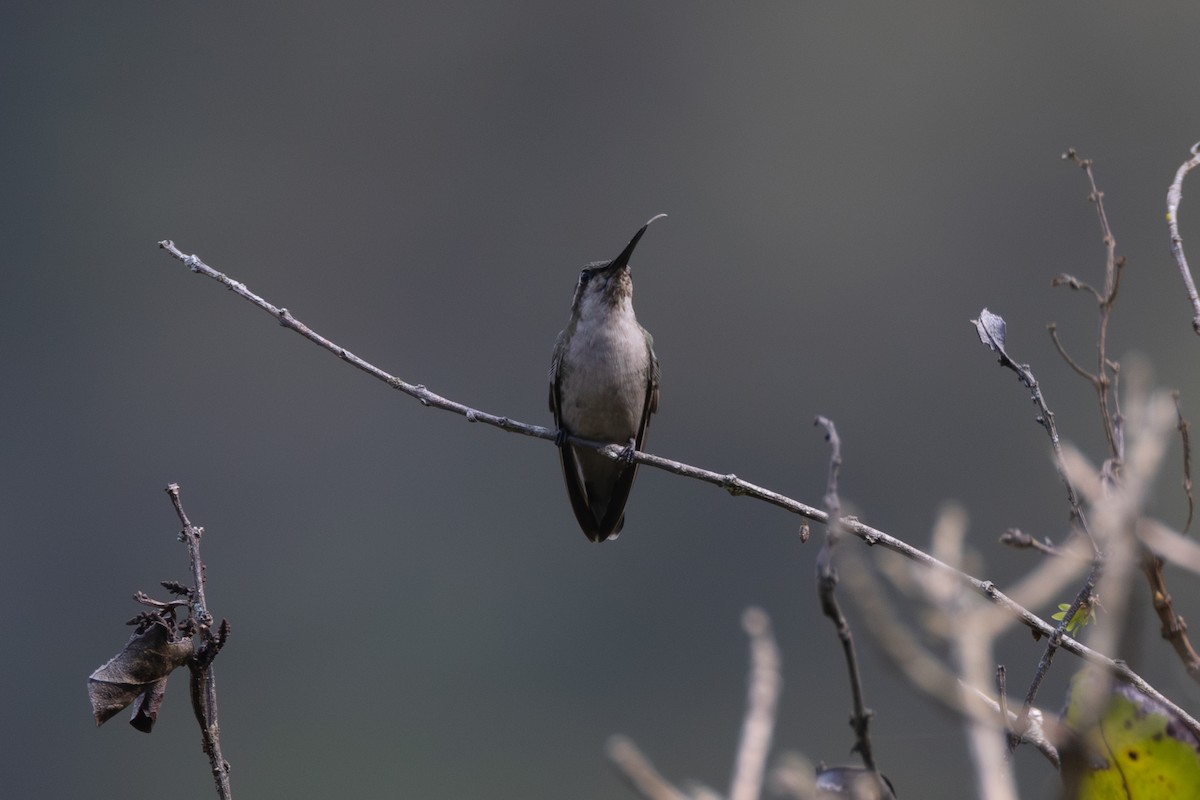 Short-tailed Emerald - R M