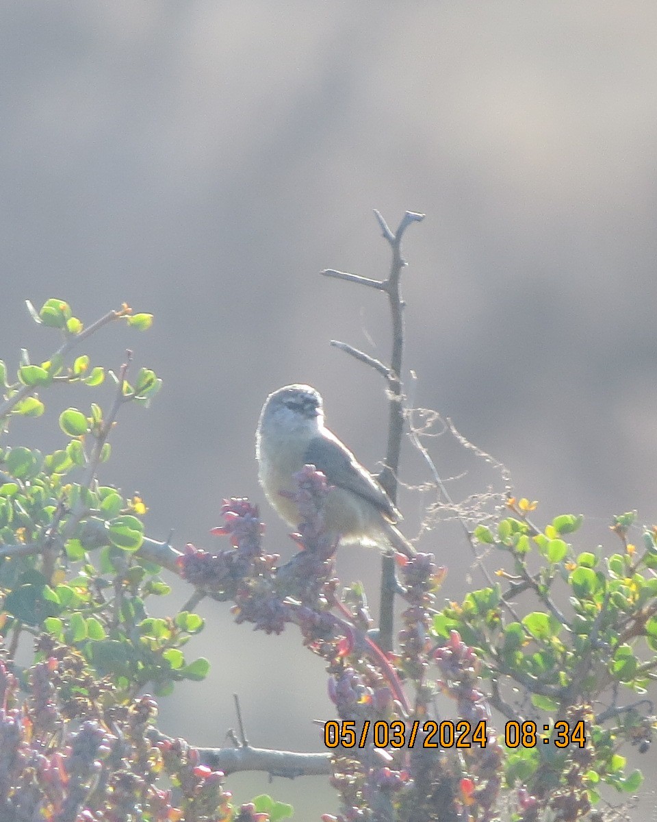 Pájaro Moscón de El Cabo - ML616558068