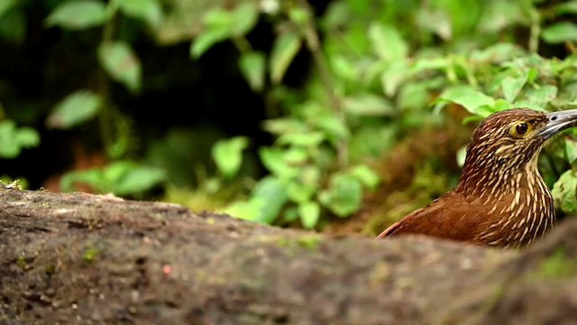 Strong-billed Woodcreeper - ML616558102