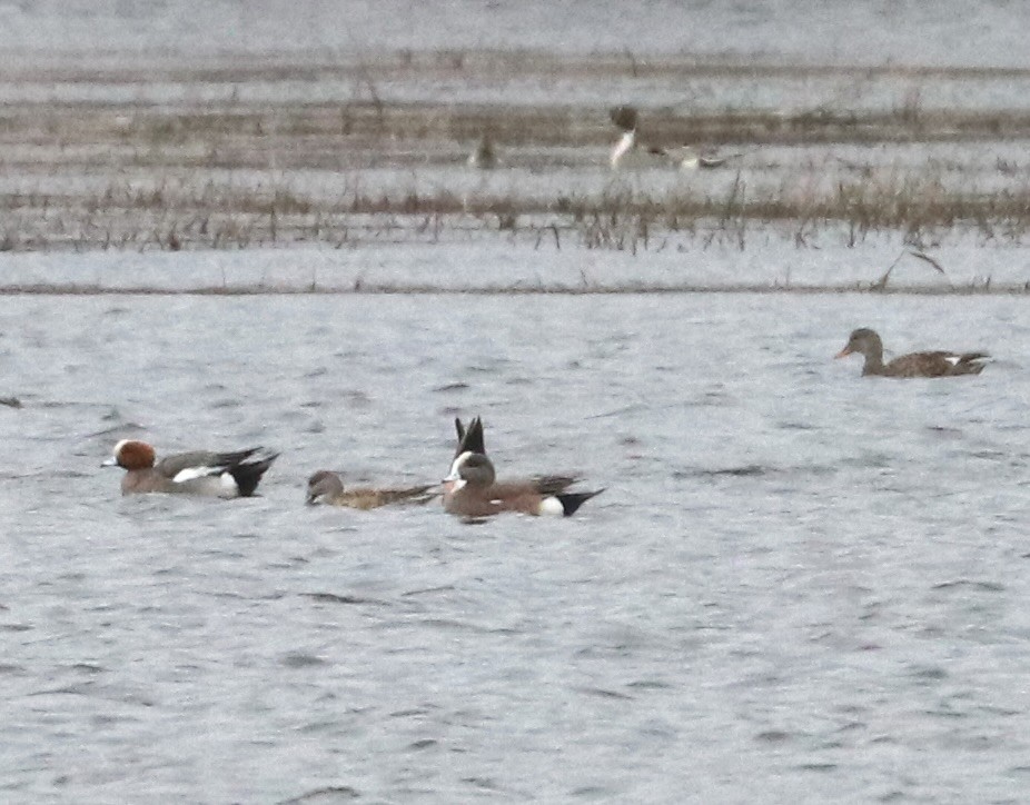 Eurasian Wigeon - ML616558127