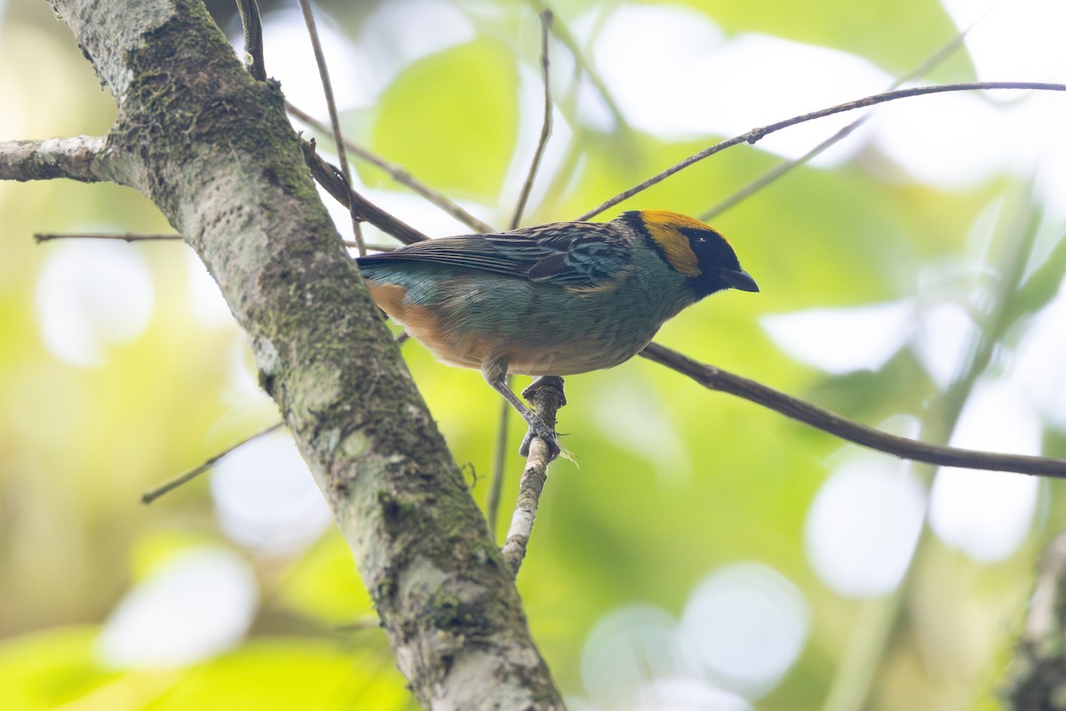 Saffron-crowned Tanager - ML616558130