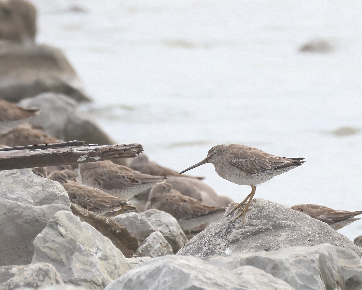 Short-billed Dowitcher - ML616558152