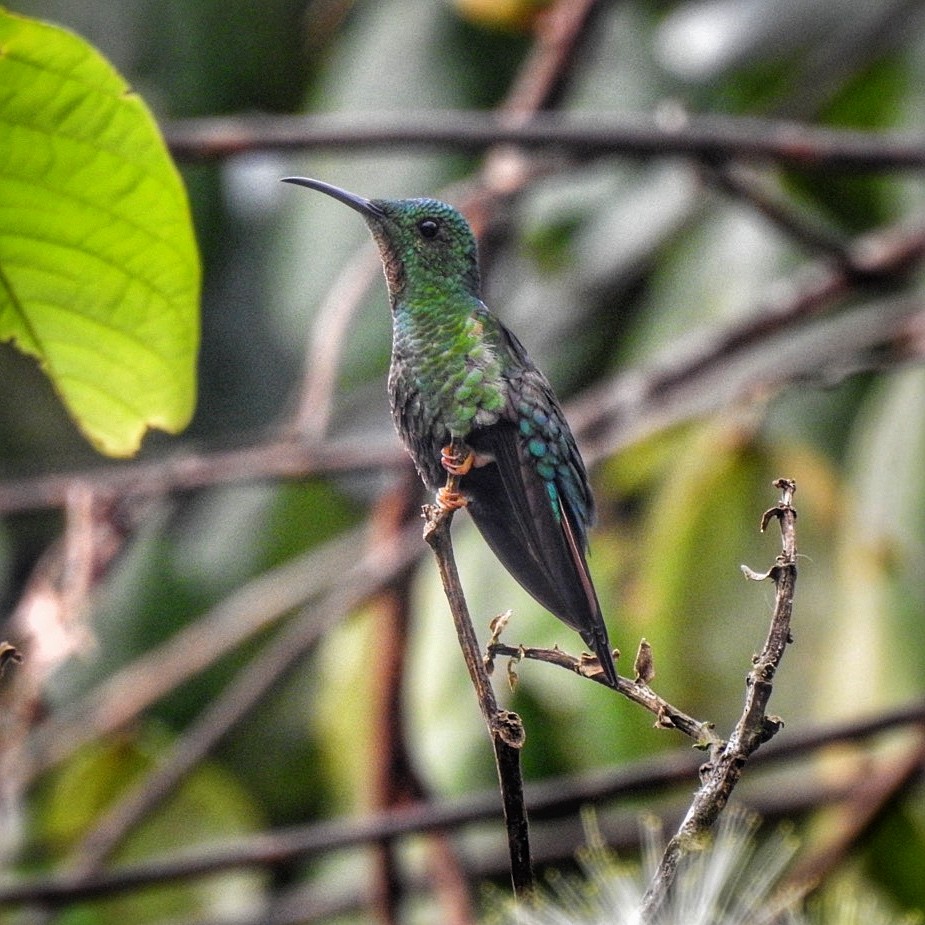 kolibřík zelenokostřečný - ML616558167