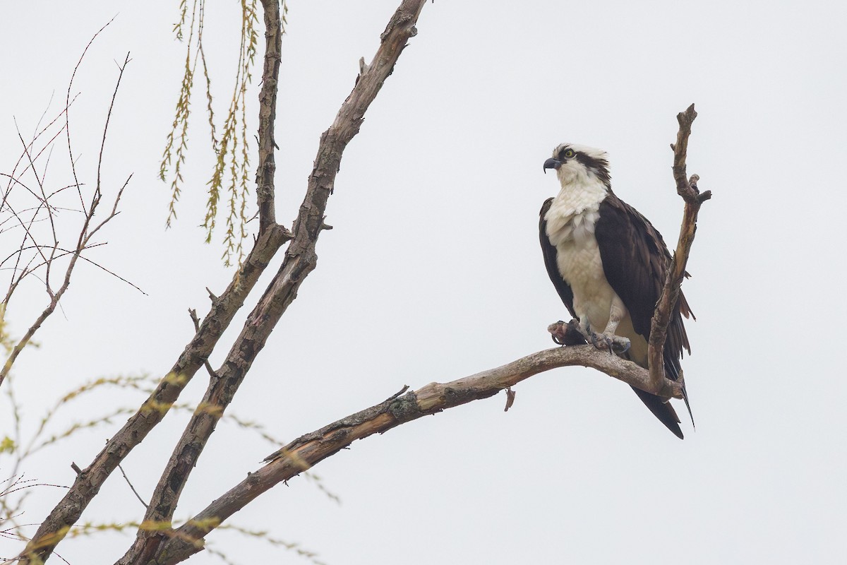 ミサゴ（carolinensis） - ML616558171