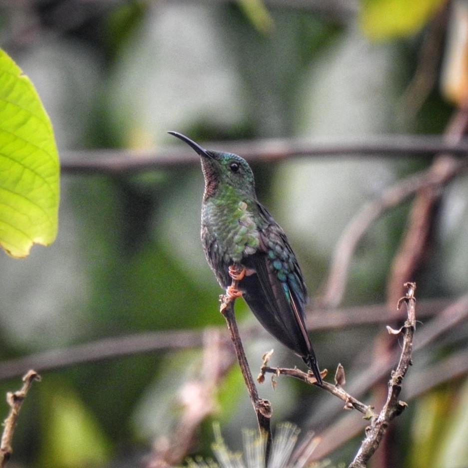 kolibřík zelenokostřečný - ML616558174