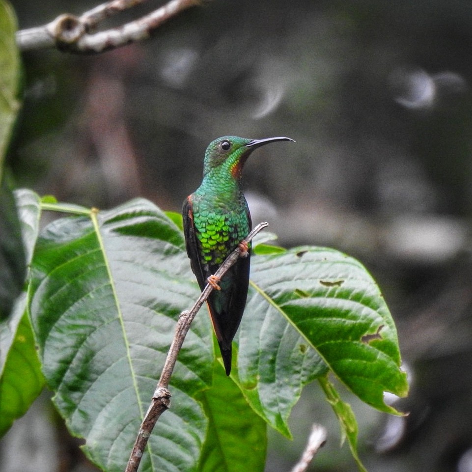 Schwarznacken-Topaskolibri - ML616558176