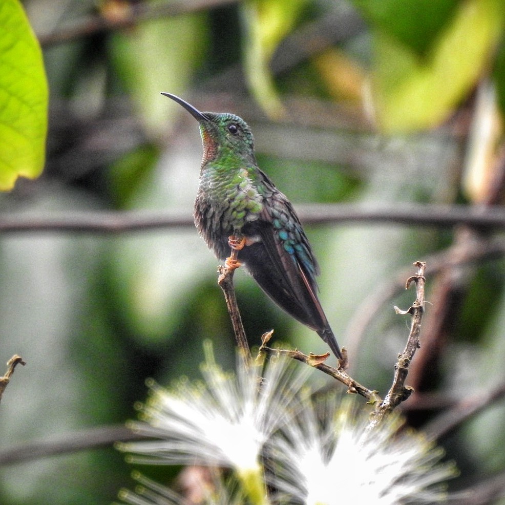 kolibřík zelenokostřečný - ML616558179