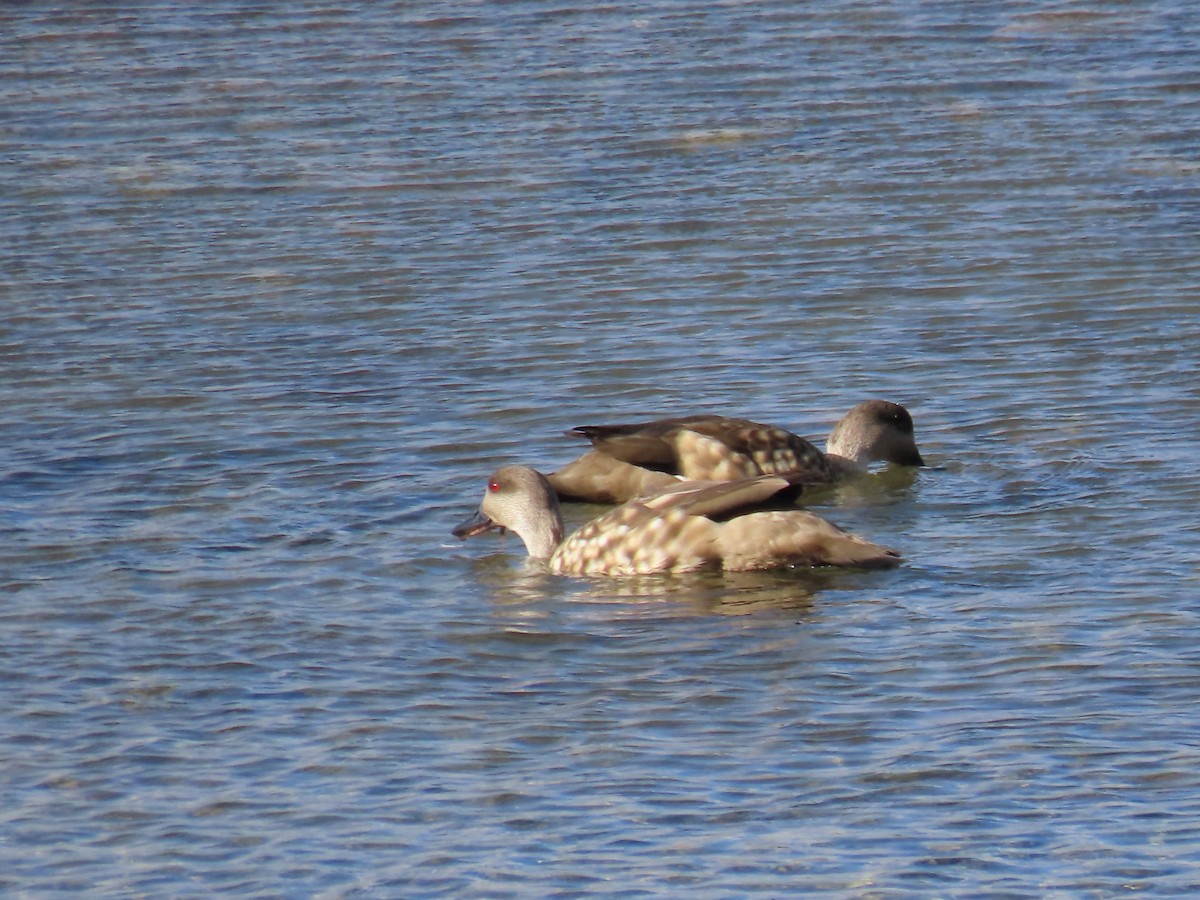 Crested Duck - ML616558186