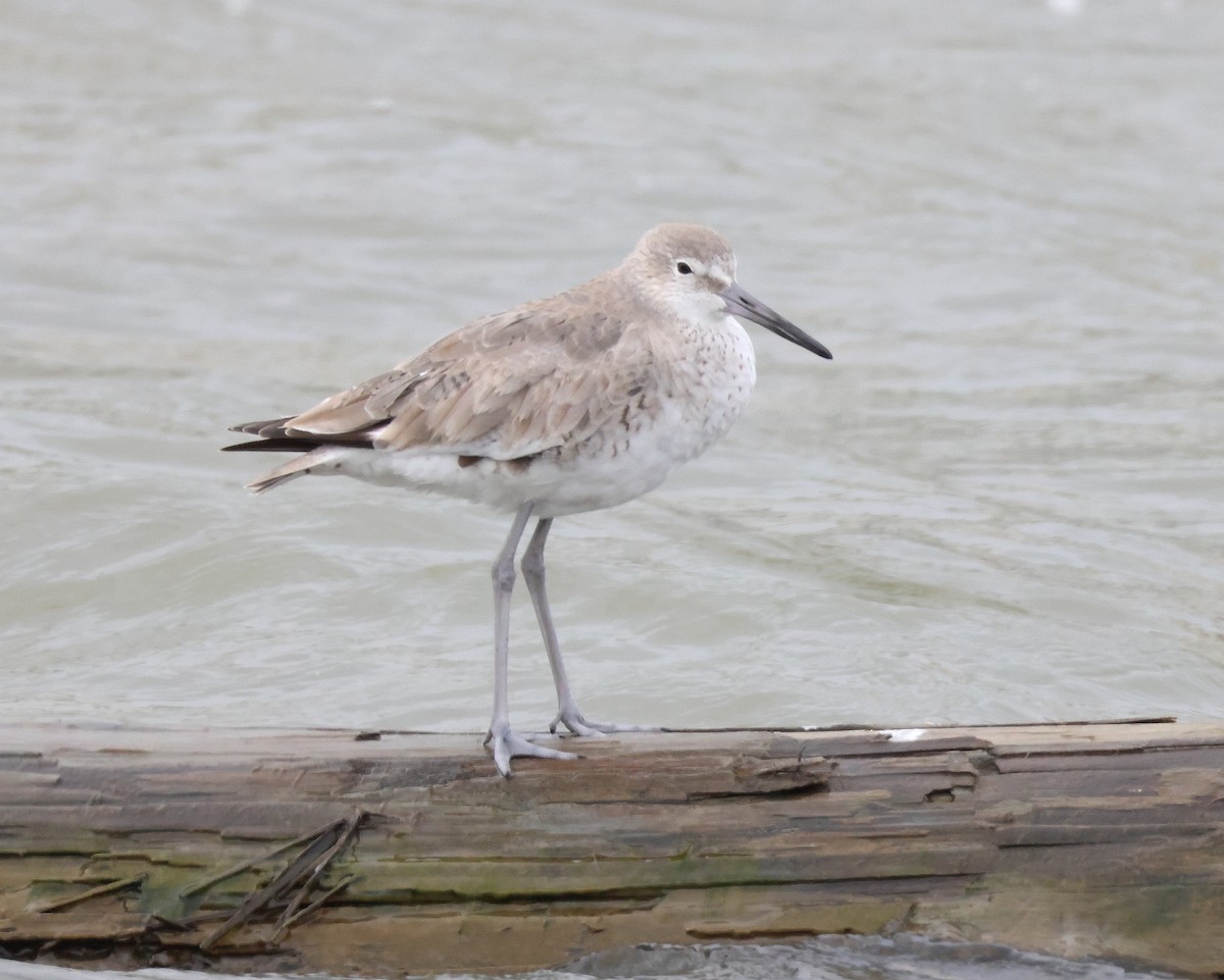 Willet - ML616558195