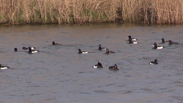 Tufted Duck - ML616558258