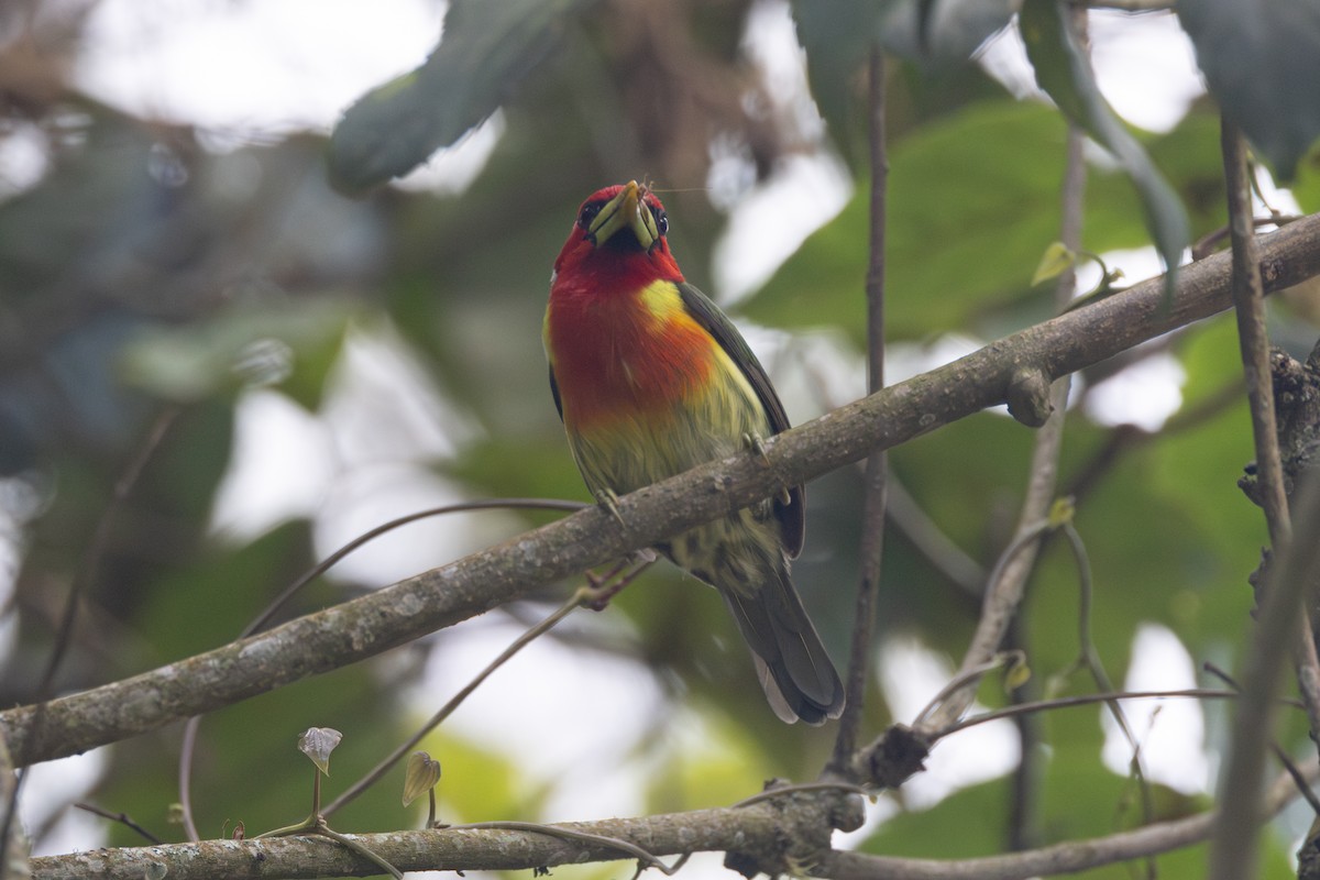 Red-headed Barbet - ML616558273