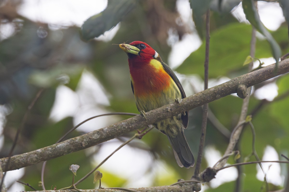 Kırmızı Başlı Barbet - ML616558274