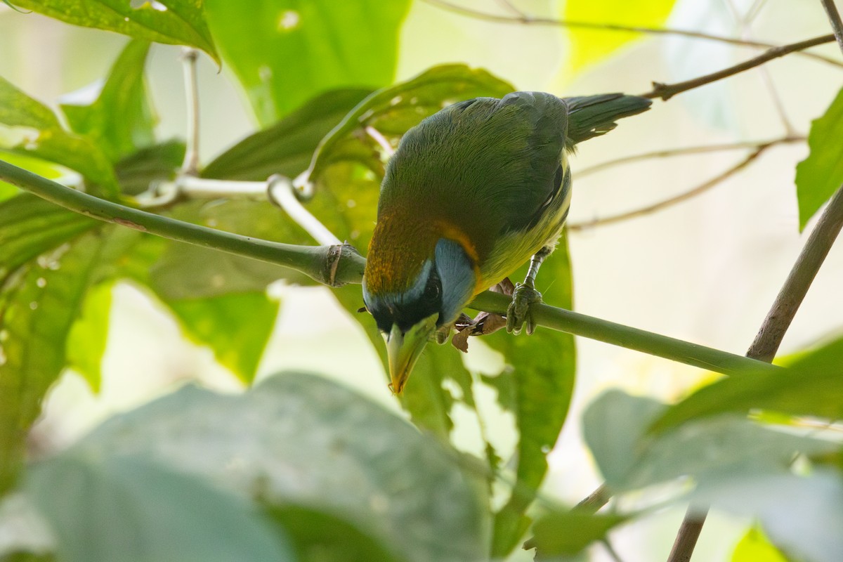 Red-headed Barbet - ML616558275