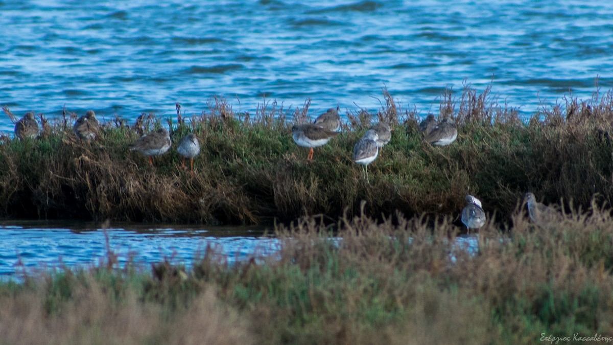 Spotted Redshank - ML616558279