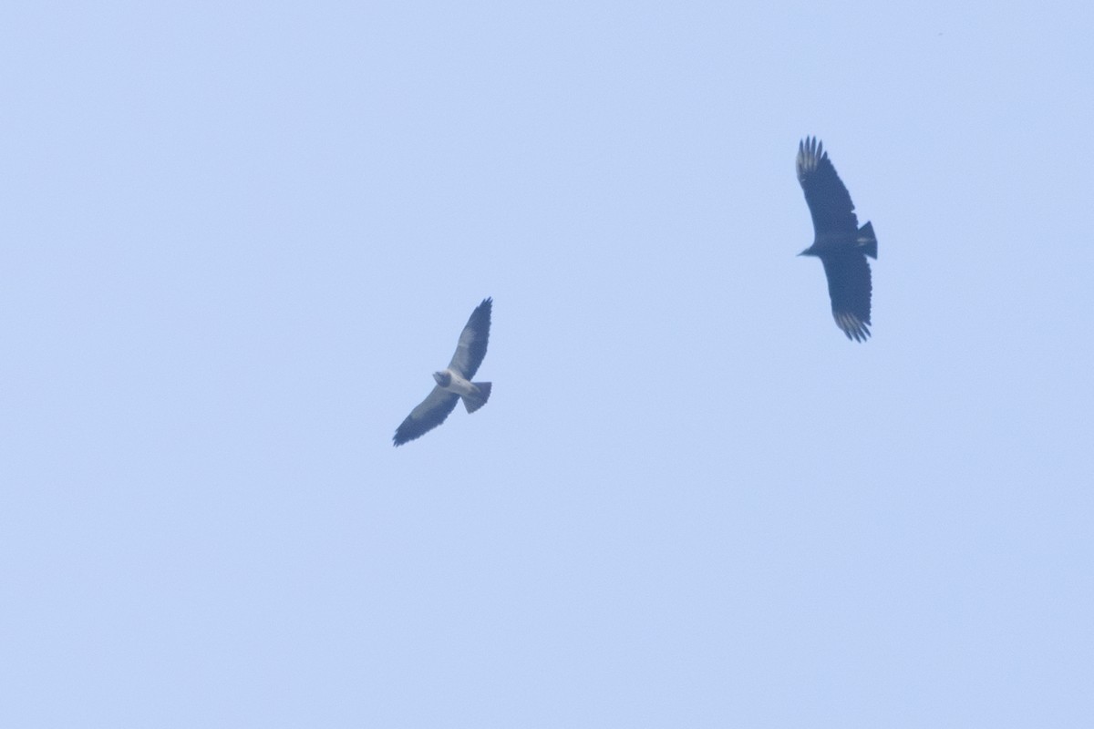 Swainson's Hawk - ML616558295