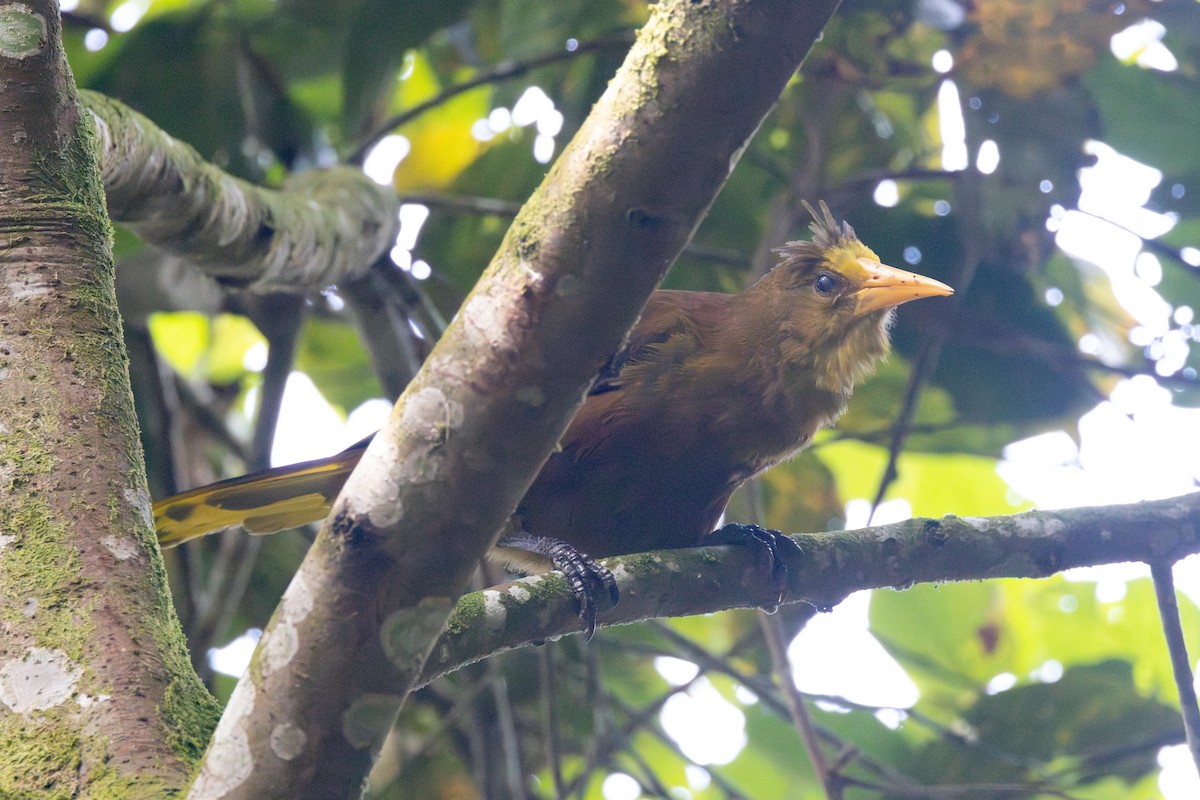 Russet-backed Oropendola - ML616558298